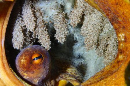 Mother,Octopus,With,Eggs,Underwater,Ocean,Scenery
