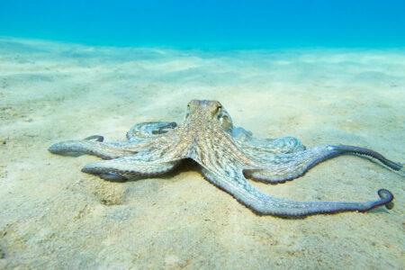 Octopus,(octopus,Vulgaris,Cuvier,,1797),Or,Octopus,Is,A,Cephalopod