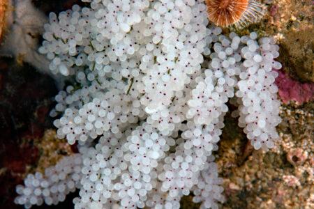 Octopus,Rubescens,,Red,Octopus,Eggs