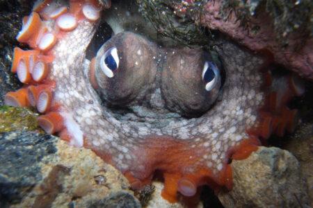 Gloomy,Octopus,,Octopus,Tetricus,,Common,Sydney,Octopus,In,Sydney,,Australia