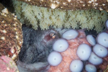 Giant,Octopus,Dofleini,(famale),With,Eggs