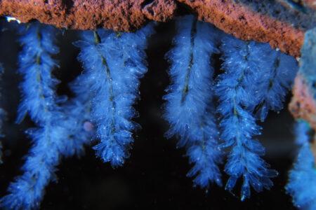 Thousands,Of,Octopus,Eggs