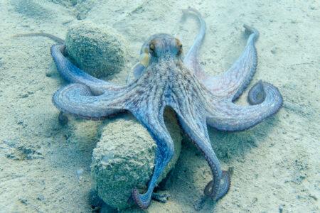 Octopus,(octopus,Vulgaris,Cuvier,,1797),Or,Octopus,Is,A,Cephalopod