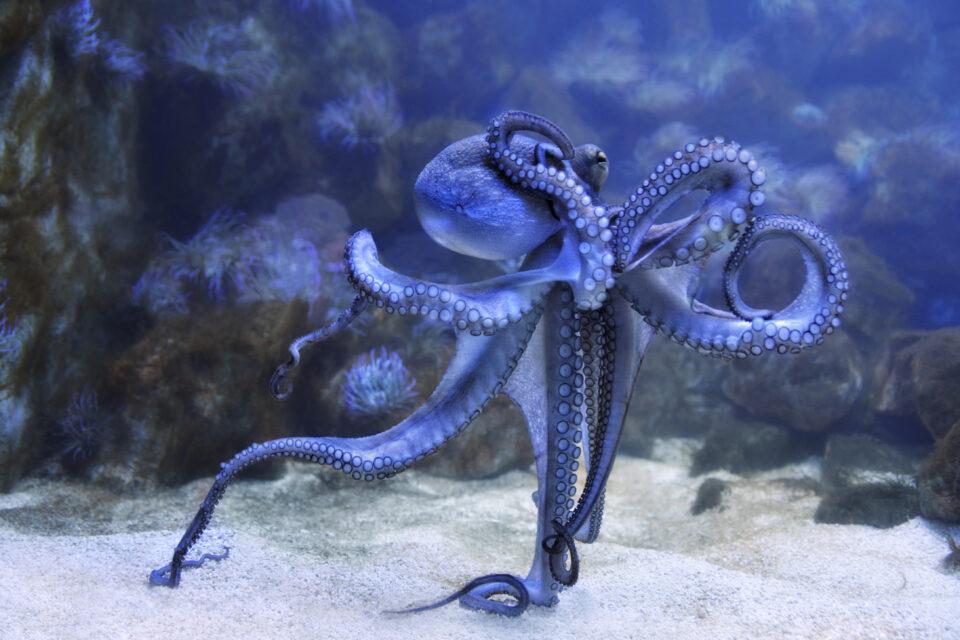 The wonders of the octopus