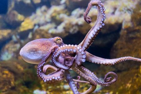 Close-up,View,Of,A,Common,Octopus,(octopus,Vulgaris)