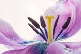 Stamens,And,Pistil,Macro,Photo,Of,A,Pink,Fringed,Tulip,