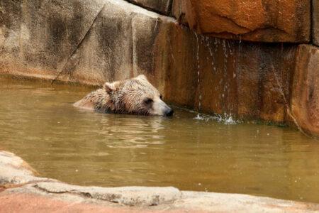 2022/01/1..AGrizzlyBearCub-768w-1.jpg