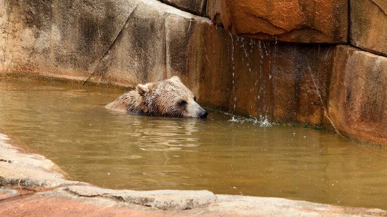 A Grizzly Bear Thought He Was All Alone, But Then He Met An Unusual New Friend