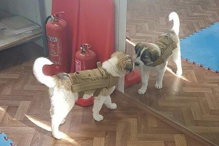 2022/01/dog-mirror.v1-e1542211140912.jpg