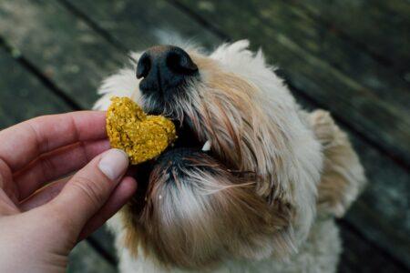 2022/01/dog-biscuit-.jpg