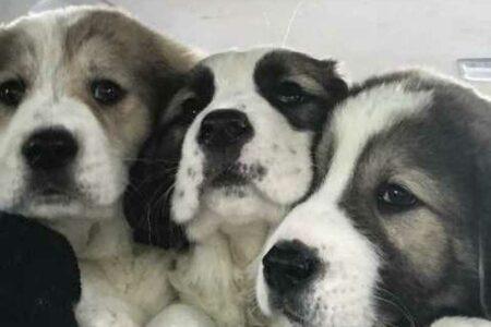 2022/01/sad-puppies.v1.jpg