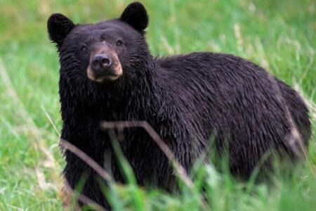2022/01/last-meal-bear2b-768w.jpg