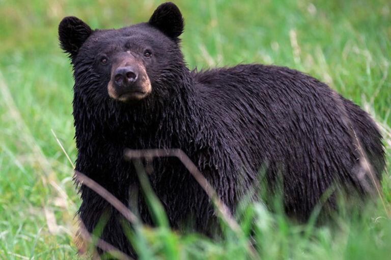 Stuffed Bear
