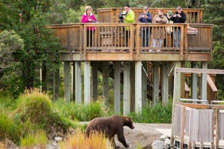 2022/01/bear_06212021_10413-768w.jpg