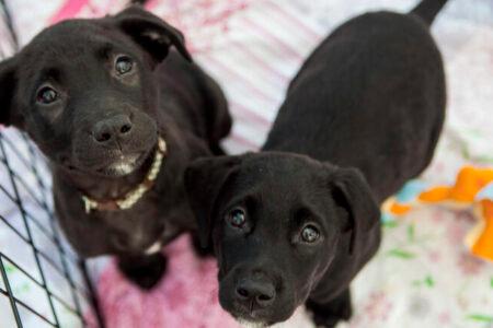 2022/01/38puppiesforadoption-768w.jpg