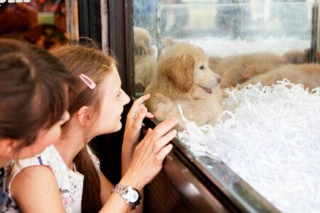 2022/01/37lookingatpuppyforadoption-768w.jpg