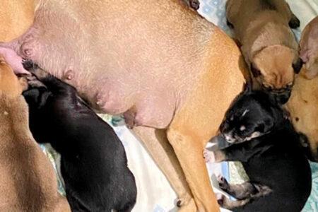 2022/01/36dogwithpuppies-768w.jpg