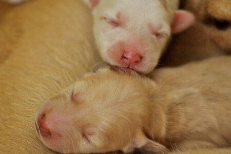 2022/01/35newpuppies-768w.jpg