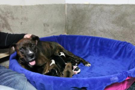 2022/01/33dogwithpuppies-768w.jpg