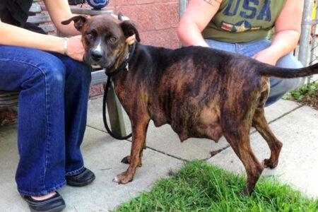 2022/01/29pregnantpitbull-768w-1.jpg