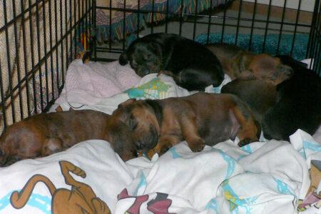 2022/01/23newpuppies-768w.jpg