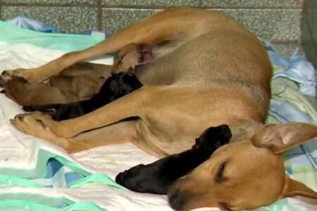 2022/01/18dogwithpuppies-768w.jpg