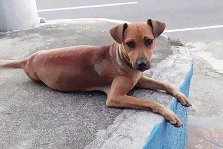 2022/01/17pregnantdog-768w.jpg