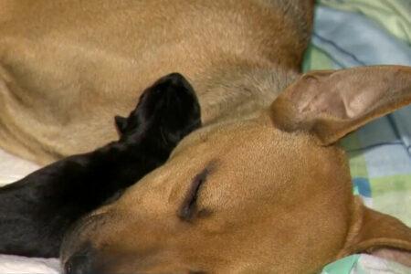 2022/01/15dogwithpuppies-768w.jpg