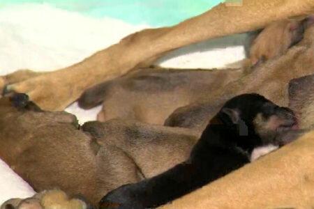 2022/01/14newbornpuppies-768w.jpg