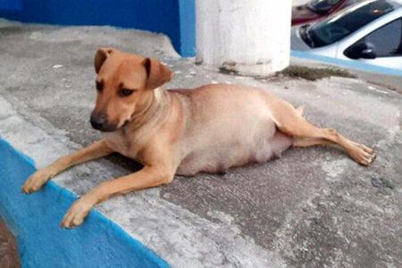 2022/01/13pregnantdog-768w.jpg