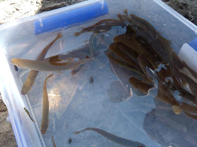 Trashfish