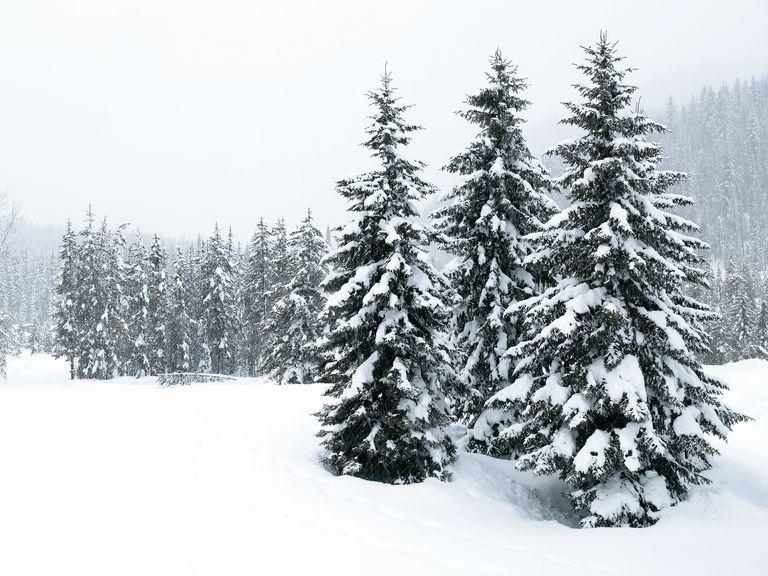 Winter Rationing