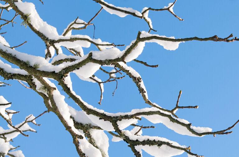 Winter Solstice