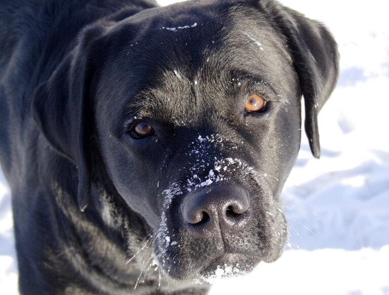 Best Dog In The World