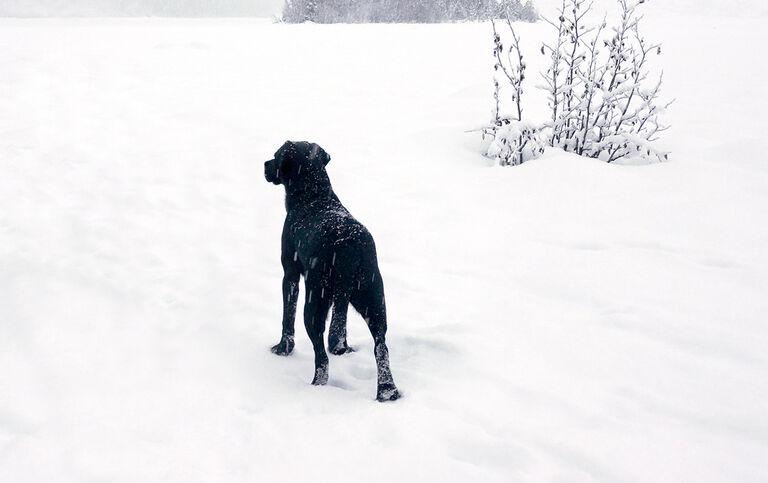 Beloved Dog