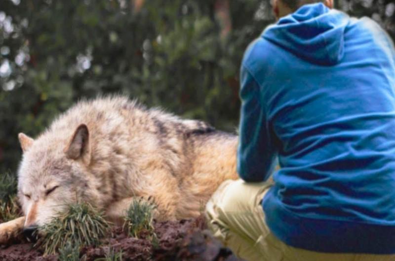 The Wolf Breaks Free