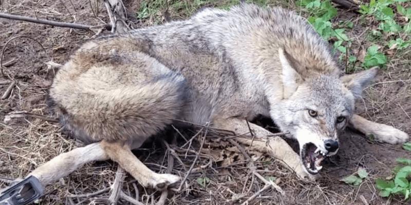 Timber Wolf