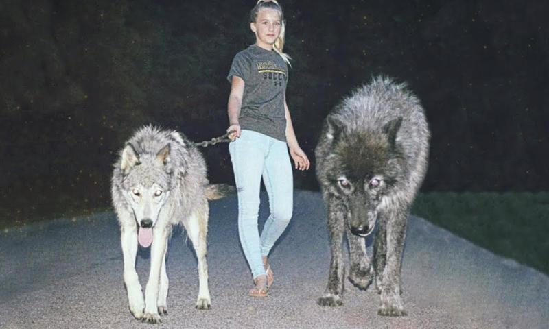 Animal Lover