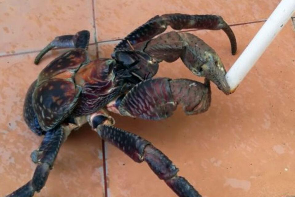 Magnificent Creature