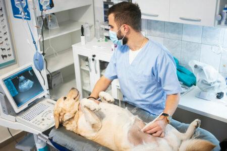 2022/01/10veterinariandoingultrasoundondog-768w.jpg
