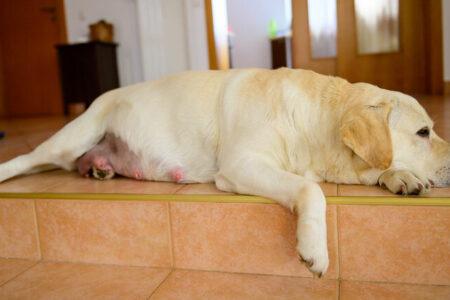 2022/01/09pregnantlabrador-768w.jpg