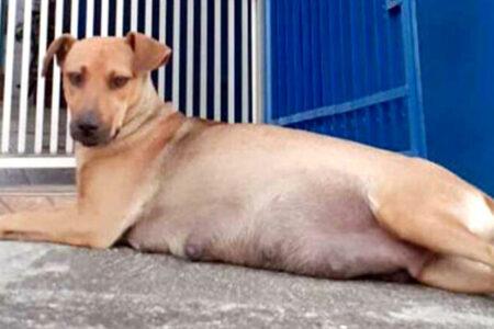 2022/01/07pregnantdog-768w.jpg