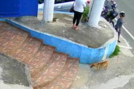 2022/01/03dogcapturedinsecuritycamera-768w.jpg