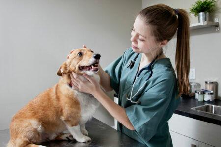 2022/01/01Veterinarianchecking-upaCorgi-768w.jpg