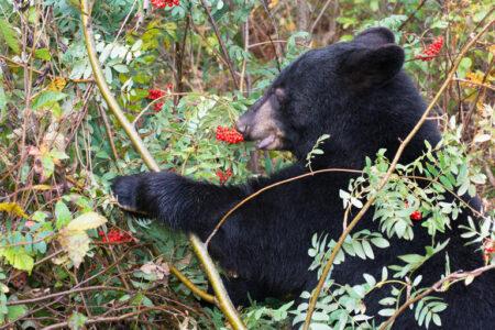 2022/01/bear-berries-768w.jpg