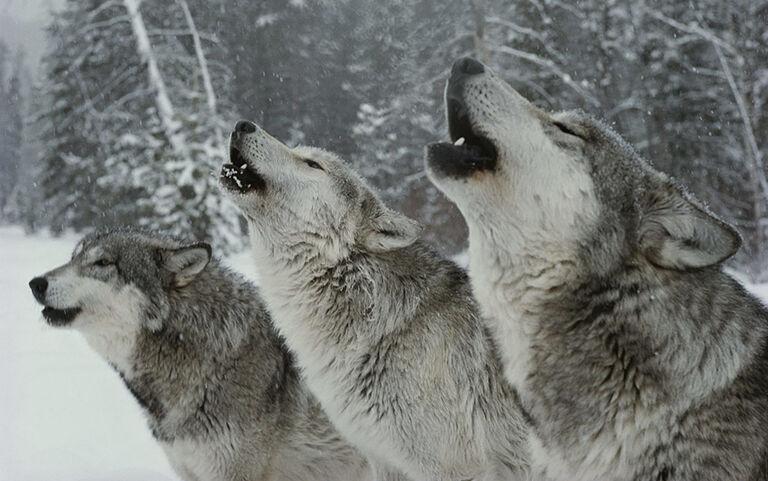 Hunters on the Attack