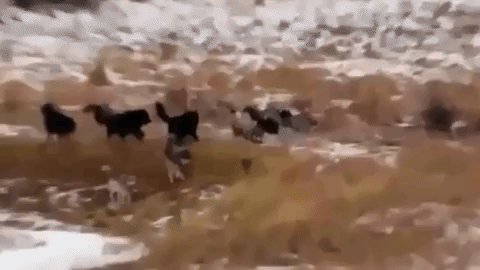 Let Them Run Free