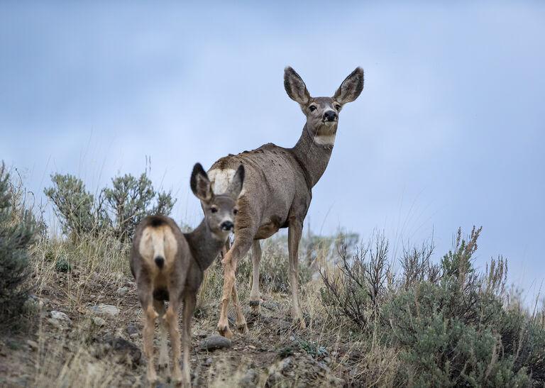 Those Hungry Deer