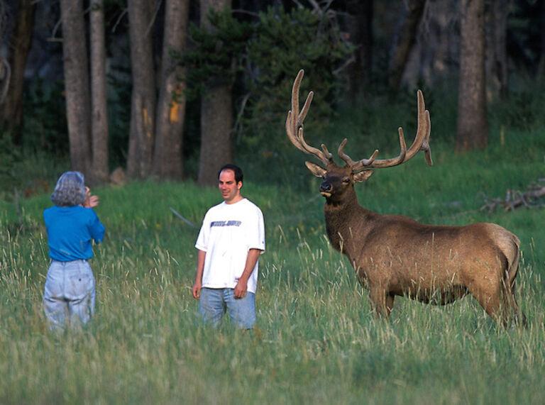 Overgrazing