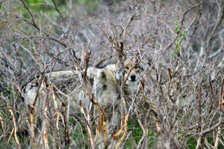 2022/01/wolf-in-bushes-768w.jpg